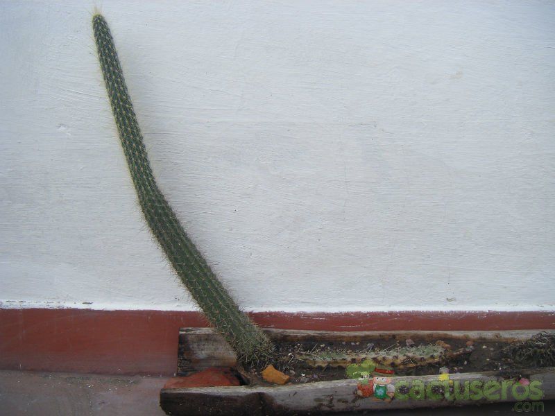 Una foto de Cleistocactus baumannii