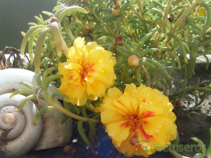 A photo of Portulaca grandiflora
