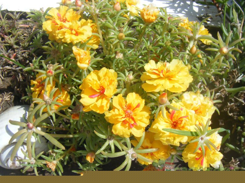 A photo of Portulaca grandiflora