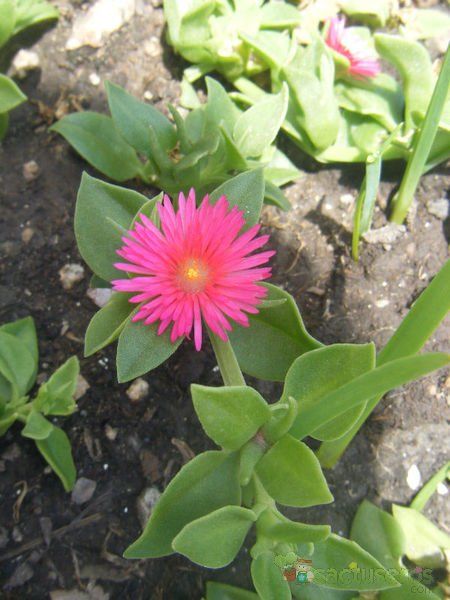 A photo of Mesembryanthemum cordifolium