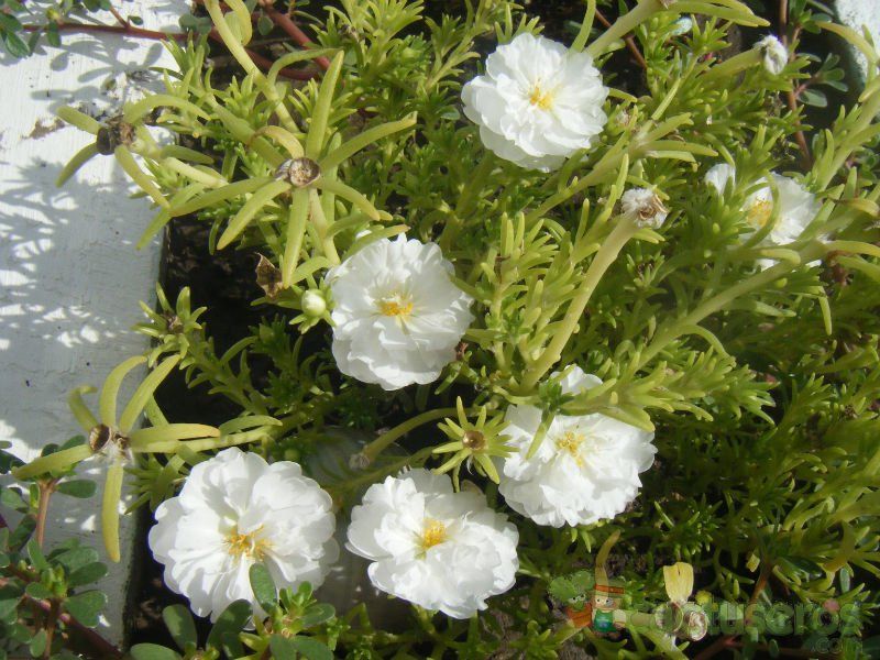 A photo of Portulaca grandiflora