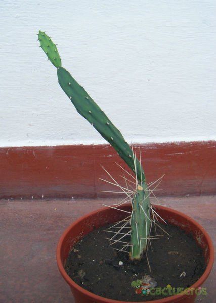 A photo of Opuntia anacantha