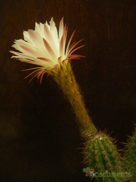 Una foto de Echinopsis lamprochlora