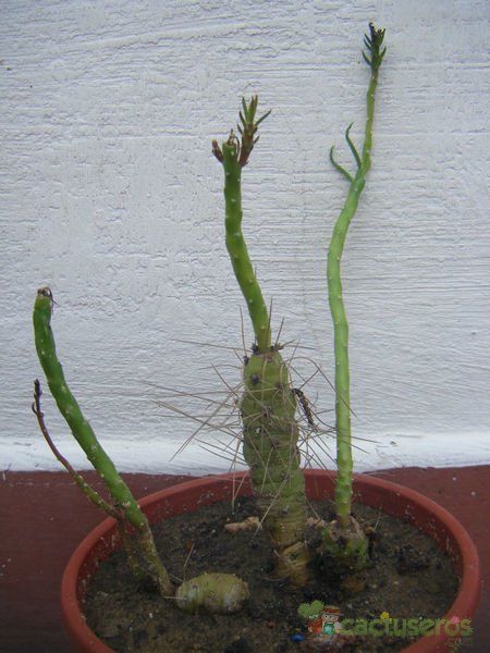 Una foto de Austrocylindropuntia verschaffeltii
