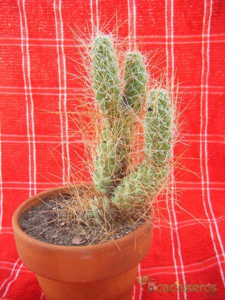 A photo of Tephrocactus weberi