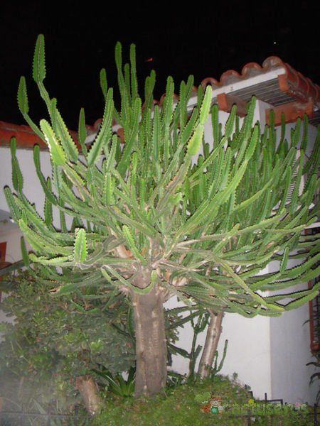 A photo of Euphorbia grandidens