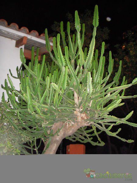 A photo of Euphorbia grandidens