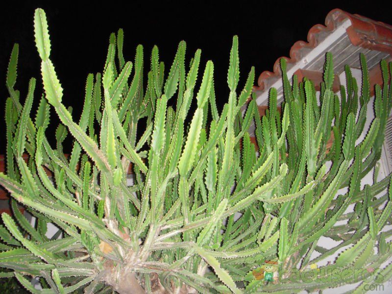 A photo of Euphorbia grandidens