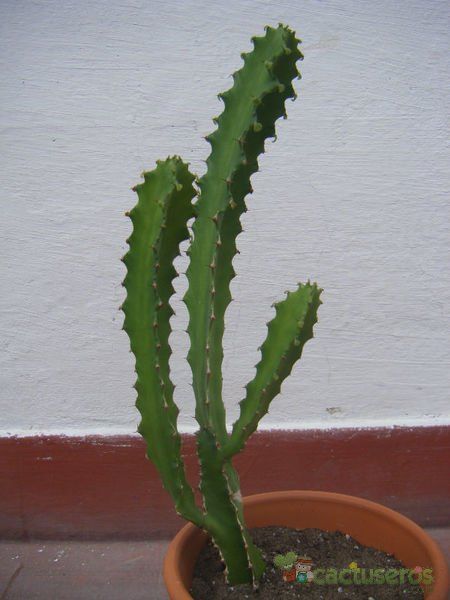 A photo of Euphorbia grandidens