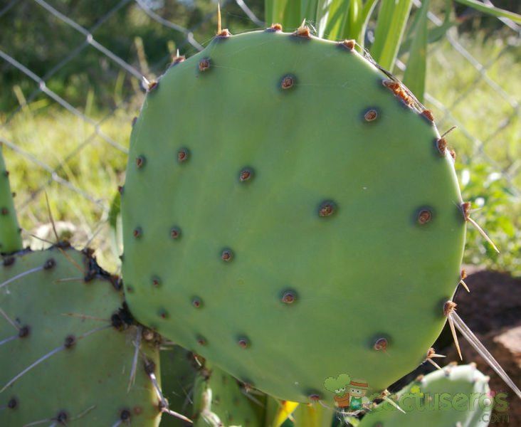 A photo of Opuntia prasina