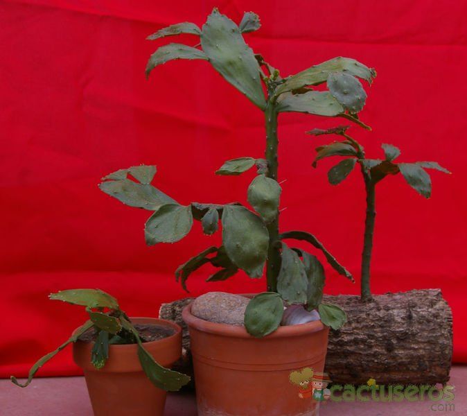 A photo of Brasiliopuntia brasiliensis