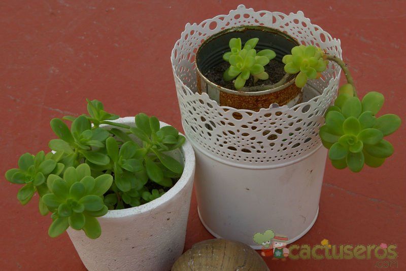 Una foto de Sedum kimnachii
