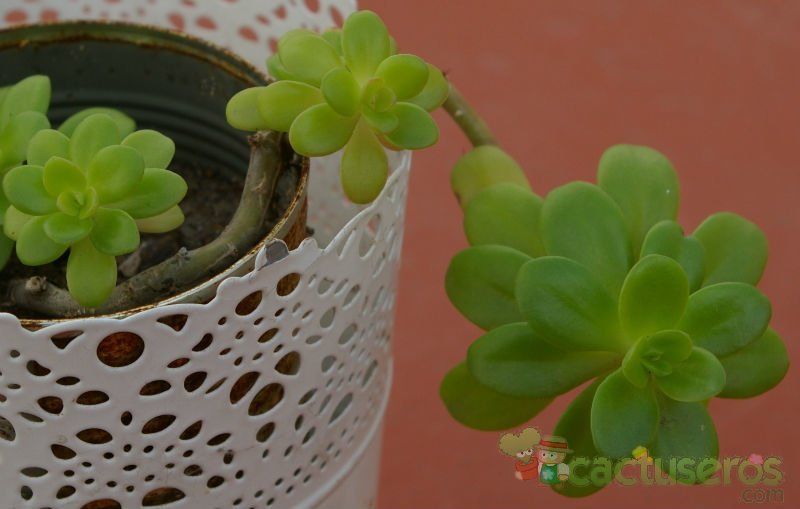 Una foto de Sedum kimnachii