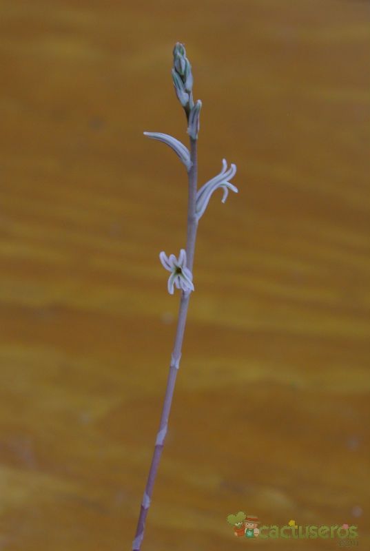 Una foto de Haworthia cymbiformis var. cymbiformis