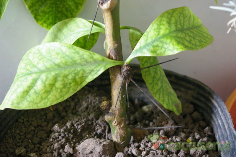 A photo of Pereskia grandifolia