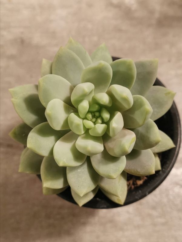 Foto de un cactus que se está identificando actualmente