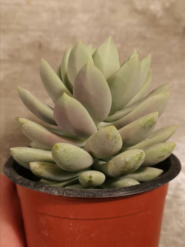 Foto de un cactus que se está identificando actualmente