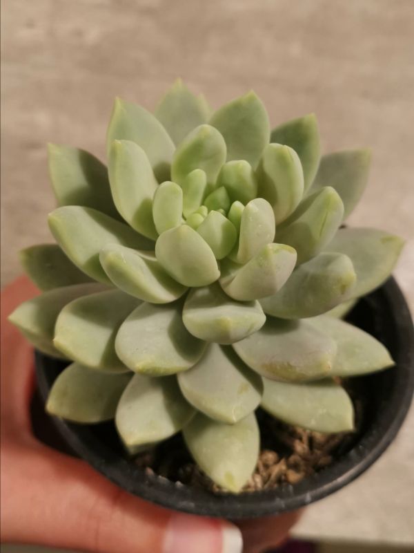 Foto de un cactus que se está identificando actualmente