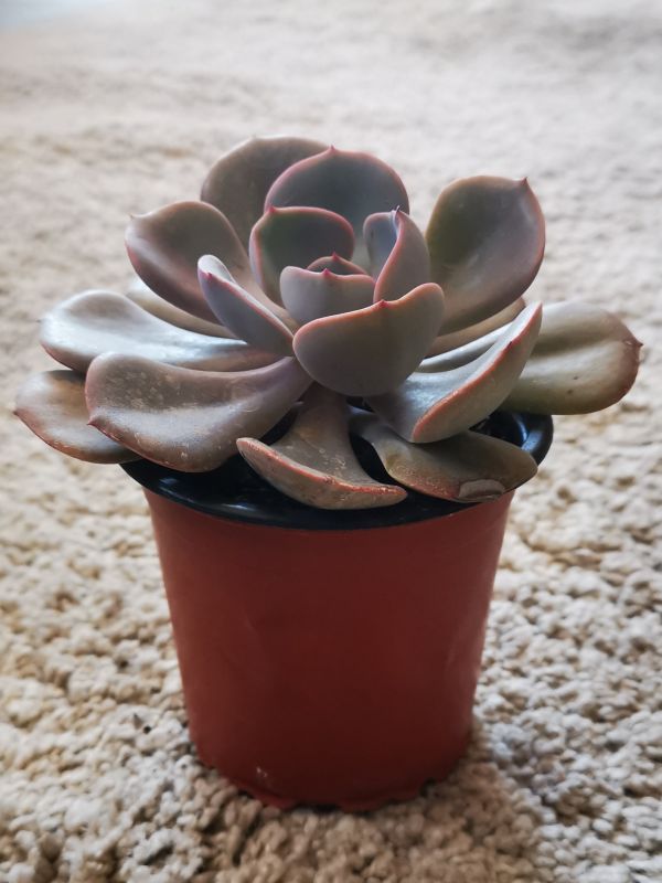 Photo of a cactus currently being identified