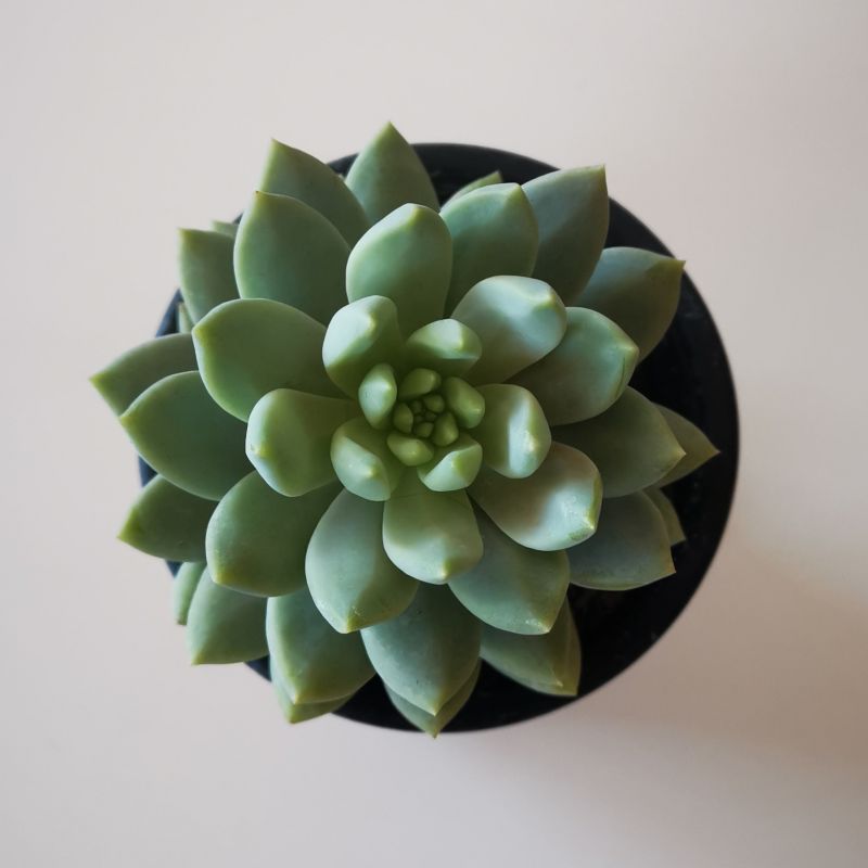 Foto de un cactus que se está identificando actualmente