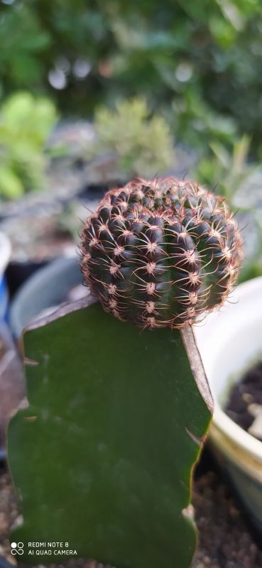 Una foto de Echinopsis ancistrophora subsp. pojoensis