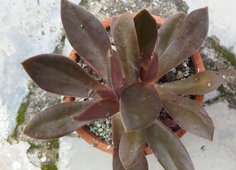 Photo of a cactus currently being identified