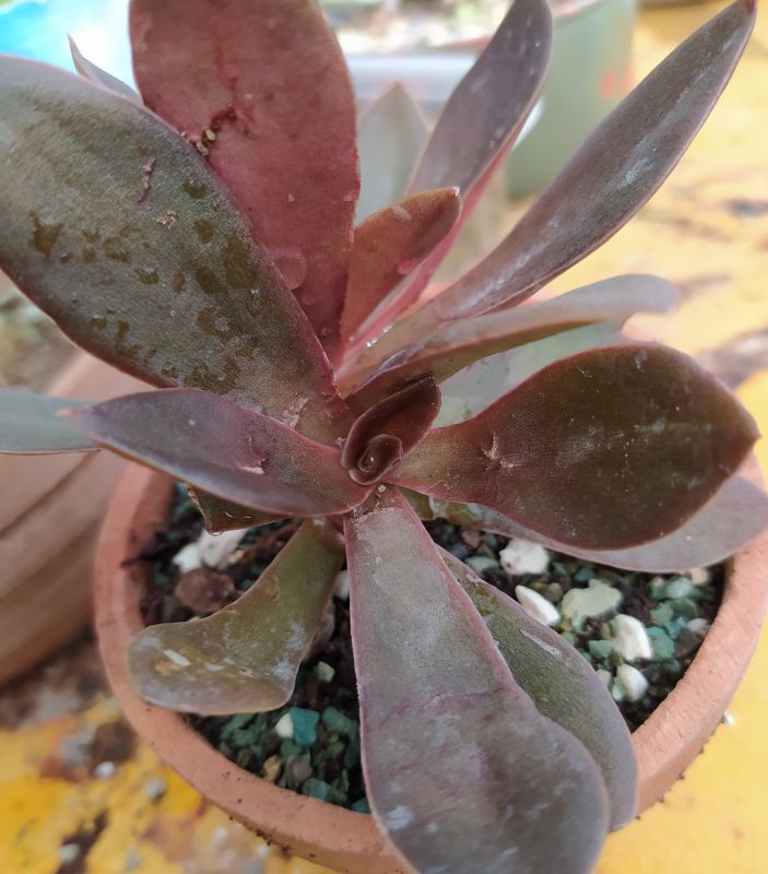 Photo of a cactus currently being identified