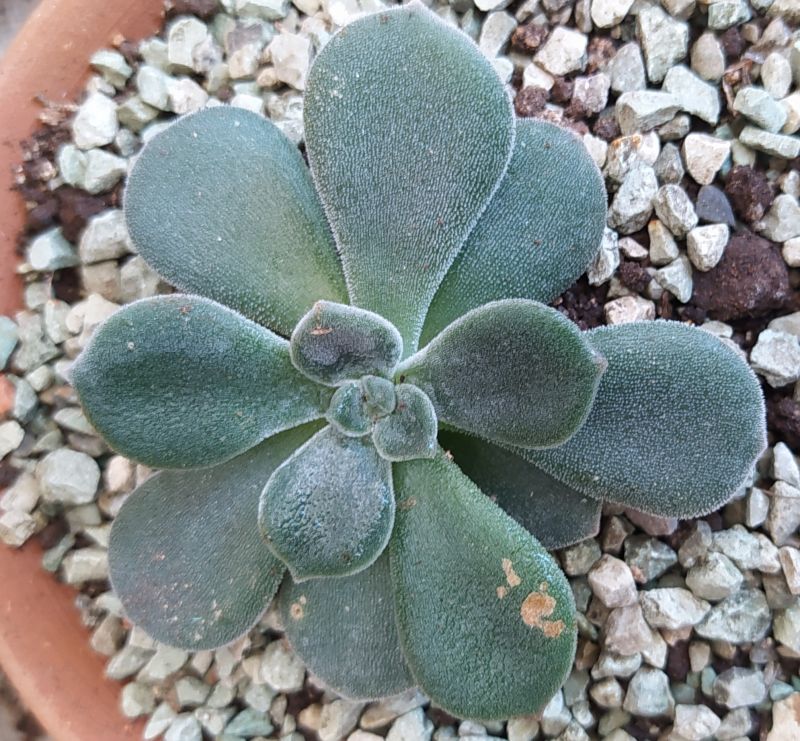 A photo of Echeveria pulvinata