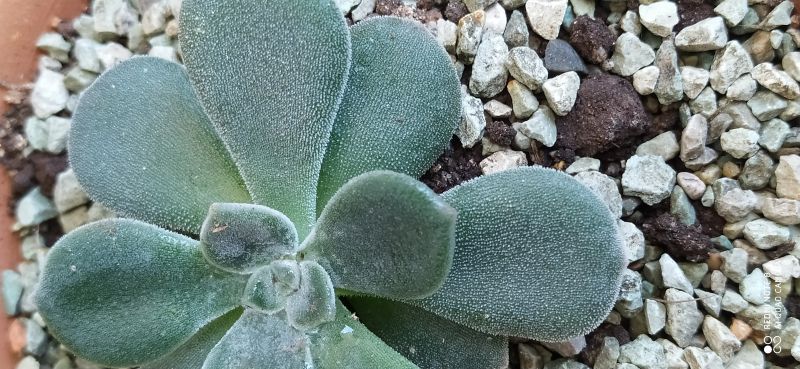 A photo of Echeveria pulvinata