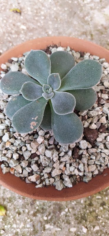 A photo of Echeveria pulvinata