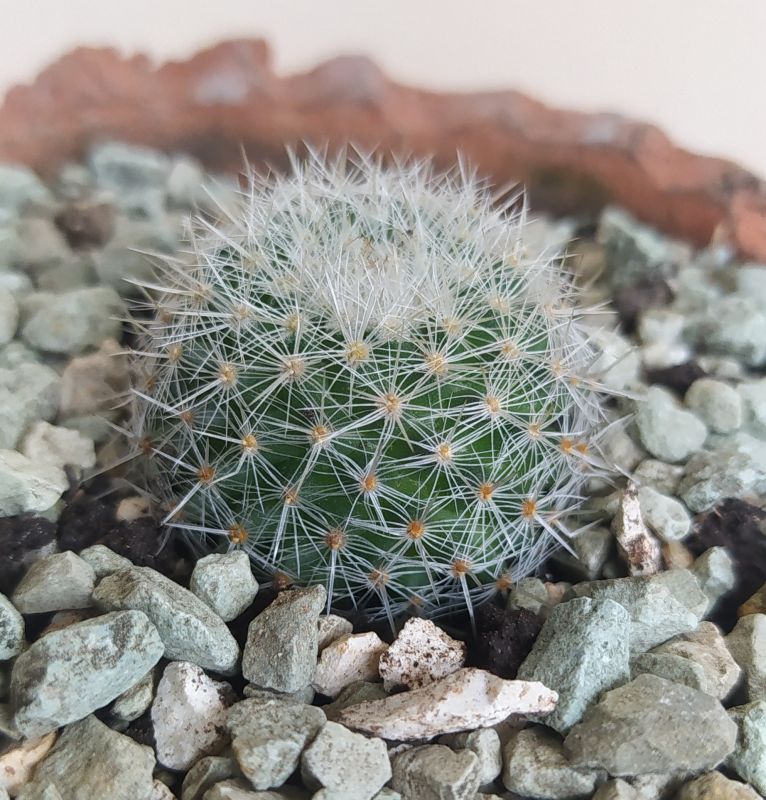 Foto de un cactus que se está identificando actualmente