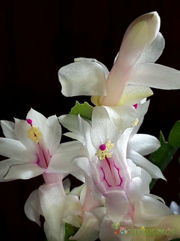 Una foto de Schlumbergera truncata