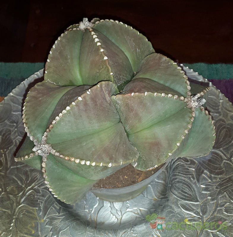 A photo of Astrophytum myriostigma fma. nudum