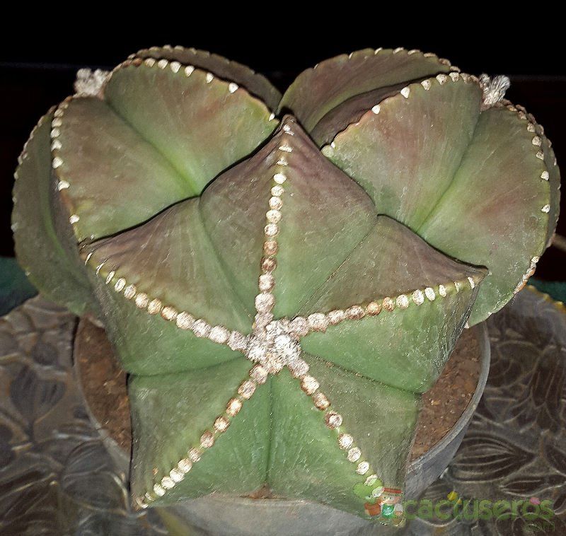 A photo of Astrophytum myriostigma fma. nudum