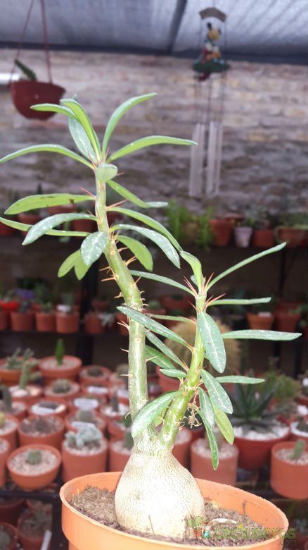 A photo of Pachypodium bispinosum