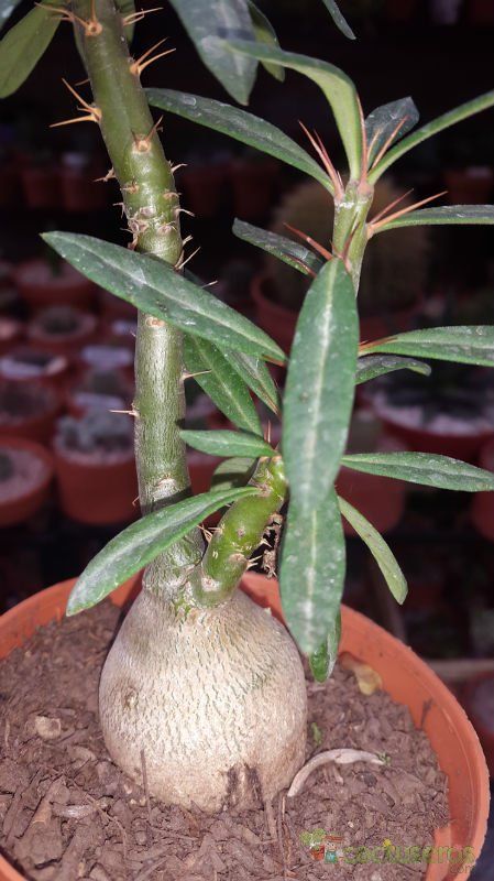A photo of Pachypodium bispinosum