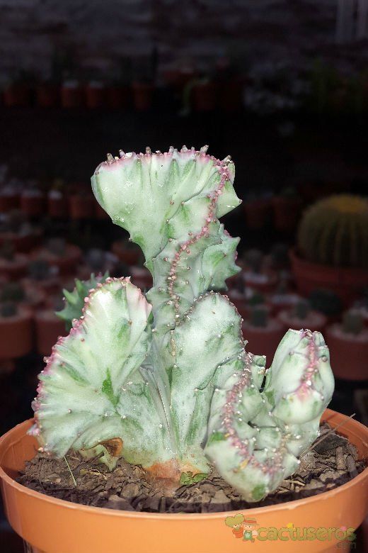 Una foto de Euphorbia lactea fma. crestada variegada