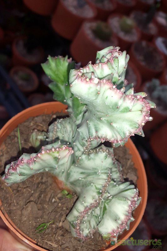 Una foto de Euphorbia lactea fma. crestada variegada