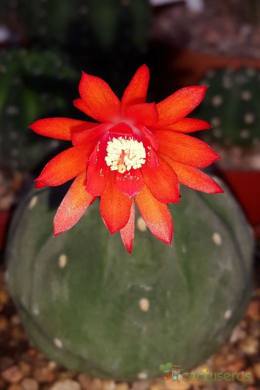 A photo of Matucana madisoniorum