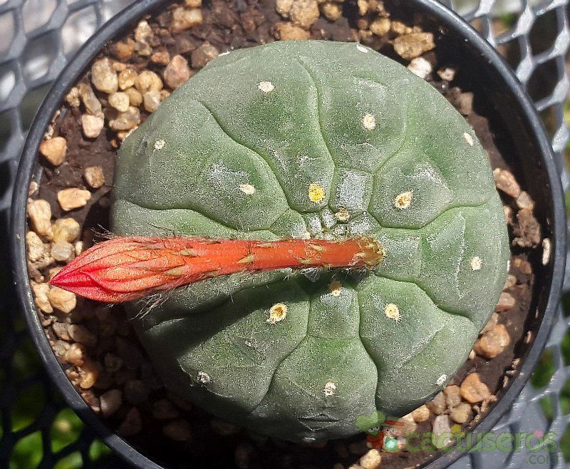 A photo of Matucana madisoniorum