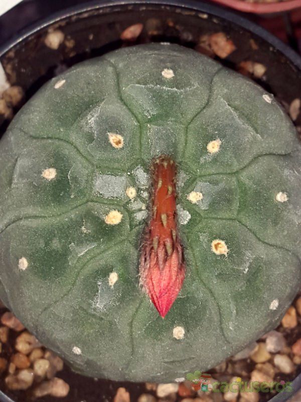 A photo of Matucana madisoniorum