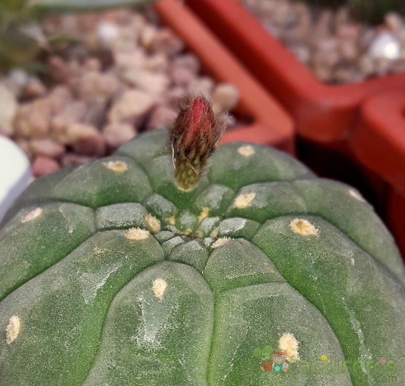 A photo of Matucana madisoniorum