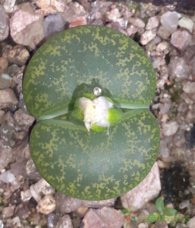 Una foto de Lithops lesliei ssp. lesliei var. lesliei cv. Albinica