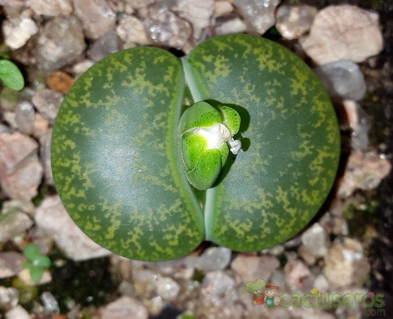 A photo of Lithops lesliei ssp. lesliei var. lesliei cv. Albinica