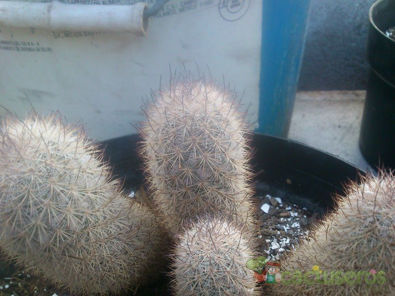 A photo of Mammillaria pottsii