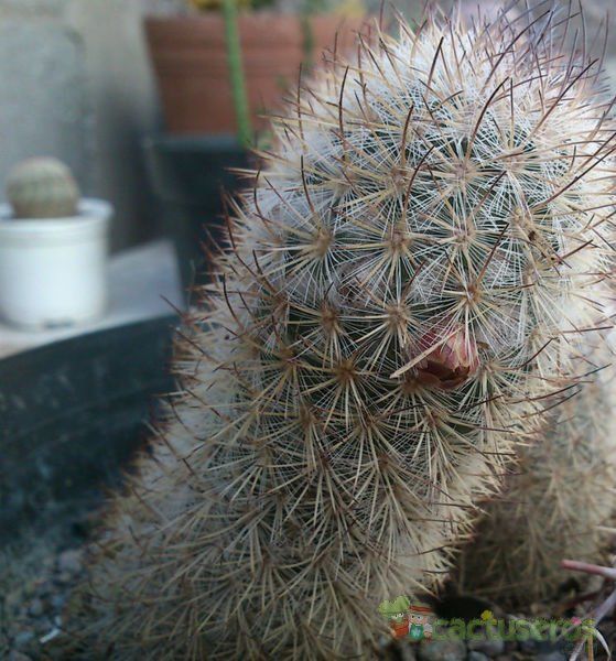 A photo of Mammillaria pottsii