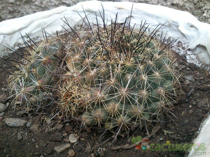 A photo of Coryphantha ramillosa