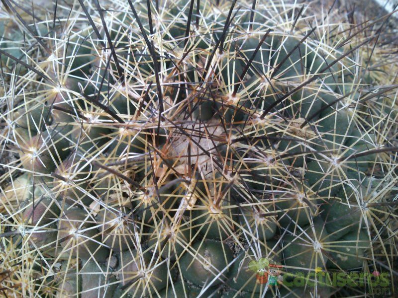 A photo of Coryphantha ramillosa