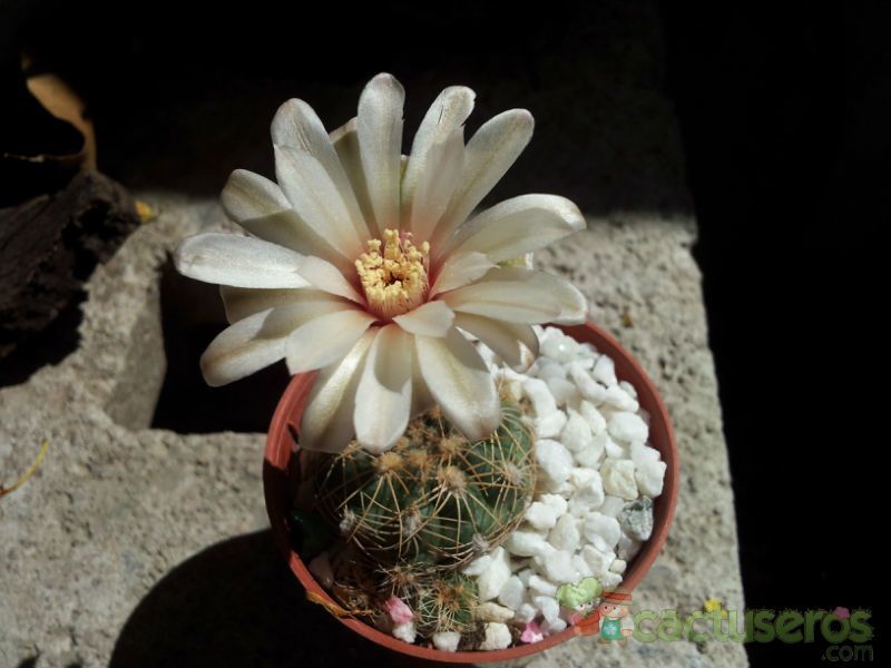 A photo of Gymnocalycium calochlorum