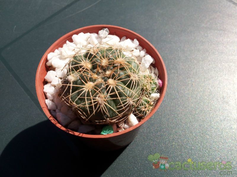 A photo of Gymnocalycium calochlorum